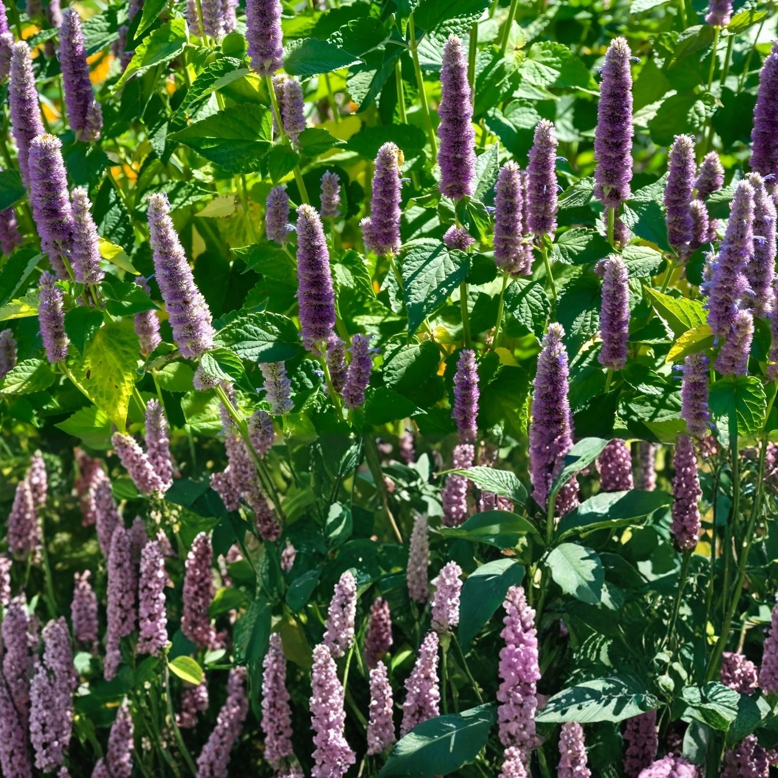 Anise Hyssop Seeds 500 Count – Wildflower Seeds for Garden, Pollinator Attractant – Agastache foeniculum