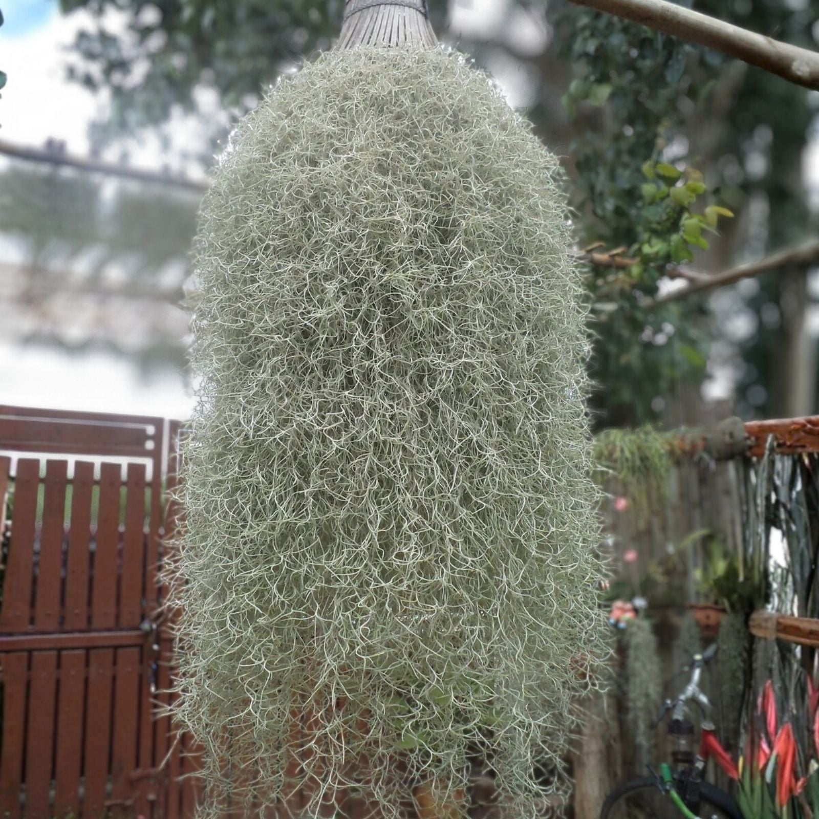 Live Spanish Moss Airplant - 5 Gallon Freshly Picked Orlando Variety - Tillandsia usneoides - Air Plant for Decor and Terrariums