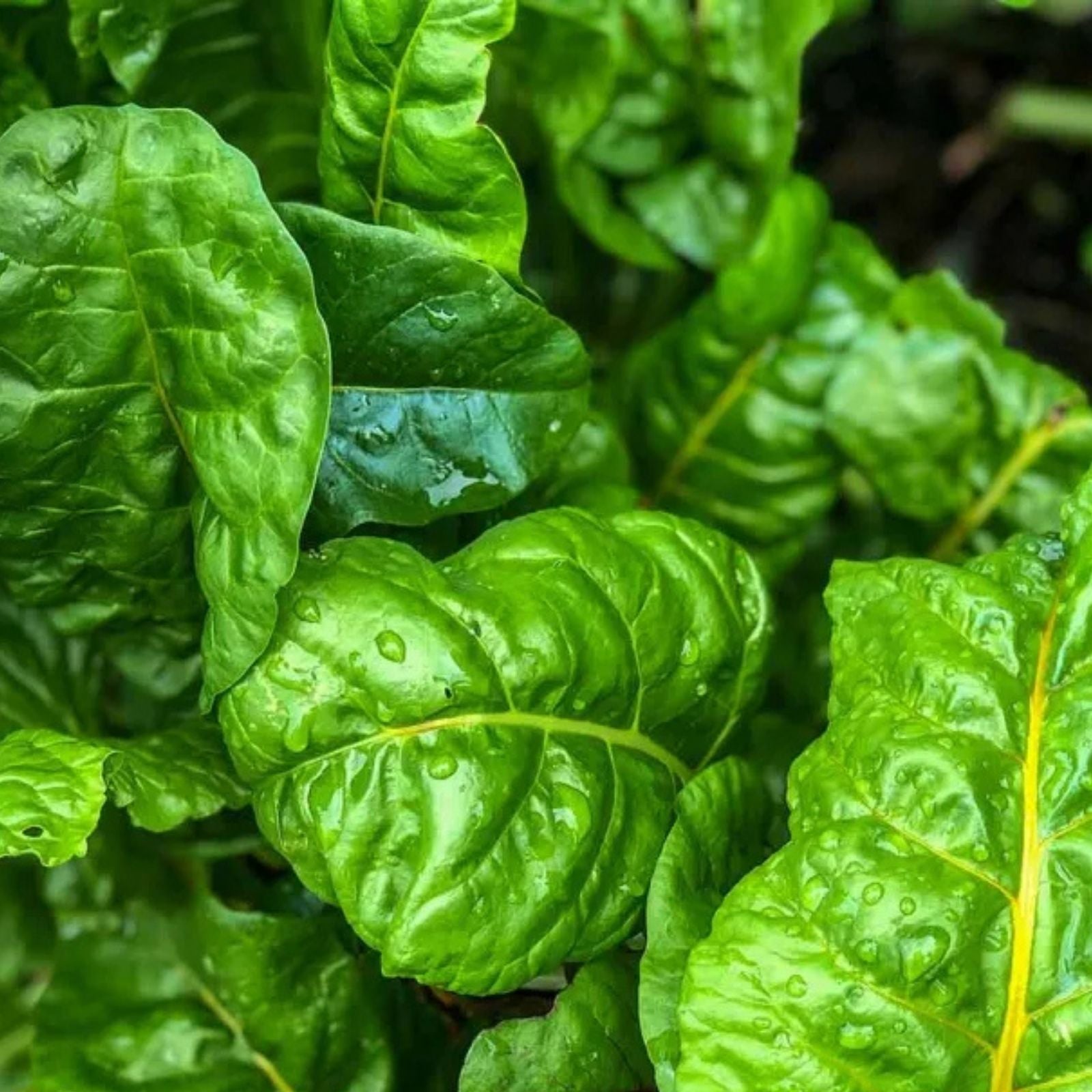 Swiss Chard Seeds 500+ Non-GMO Organic Heirloom Perpetual Beta vulgaris subsp. cicla Vegetable Gardening