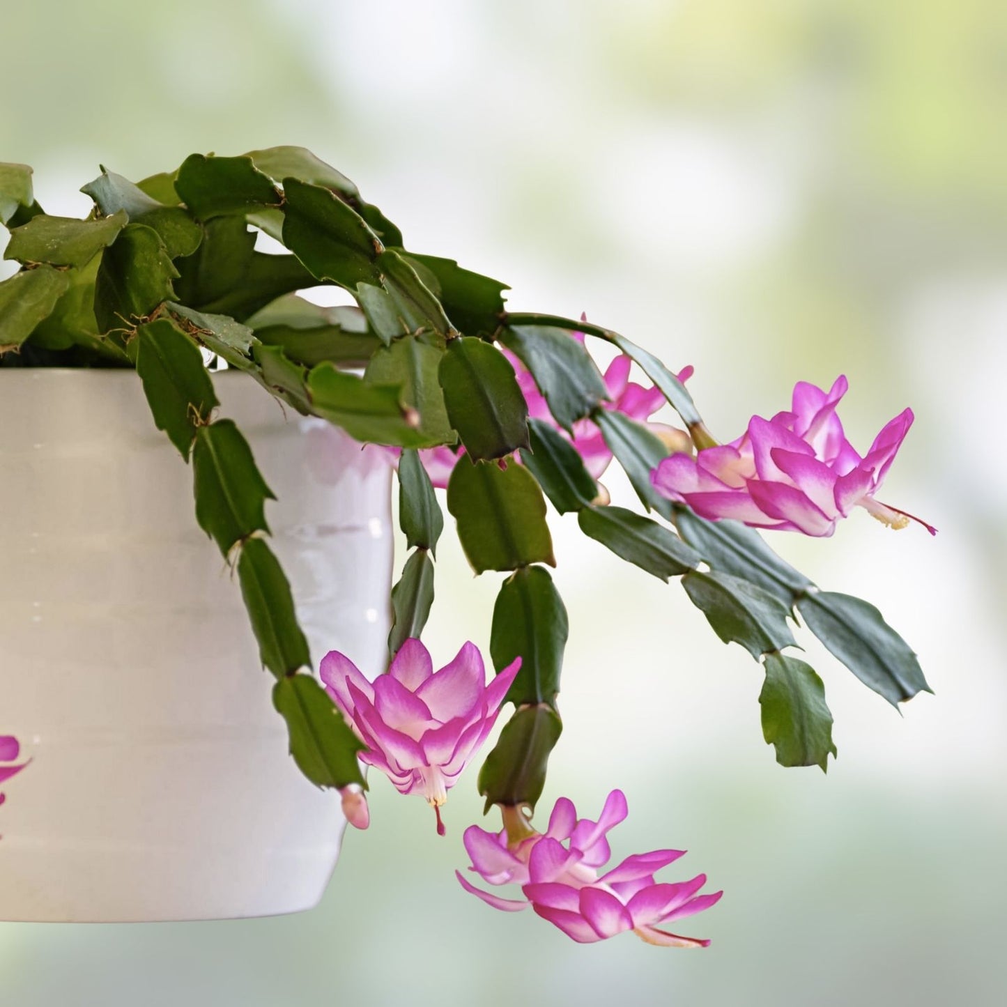 Epiphyllum Orchid Cactus Succulents - Noid TK10 Variety - 2 Indoor Plants for Gardening - Unique Flowering Succulents