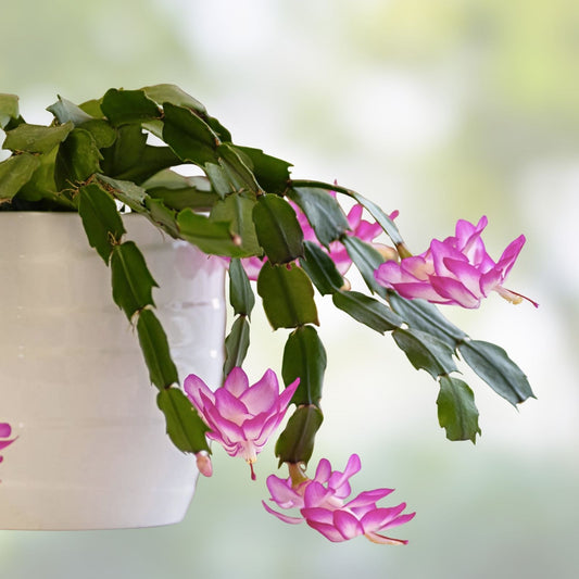 Epiphyllum Orchid Cactus Succulents - Noid TK10 Variety - 2 Indoor Plants for Gardening - Unique Flowering Succulents