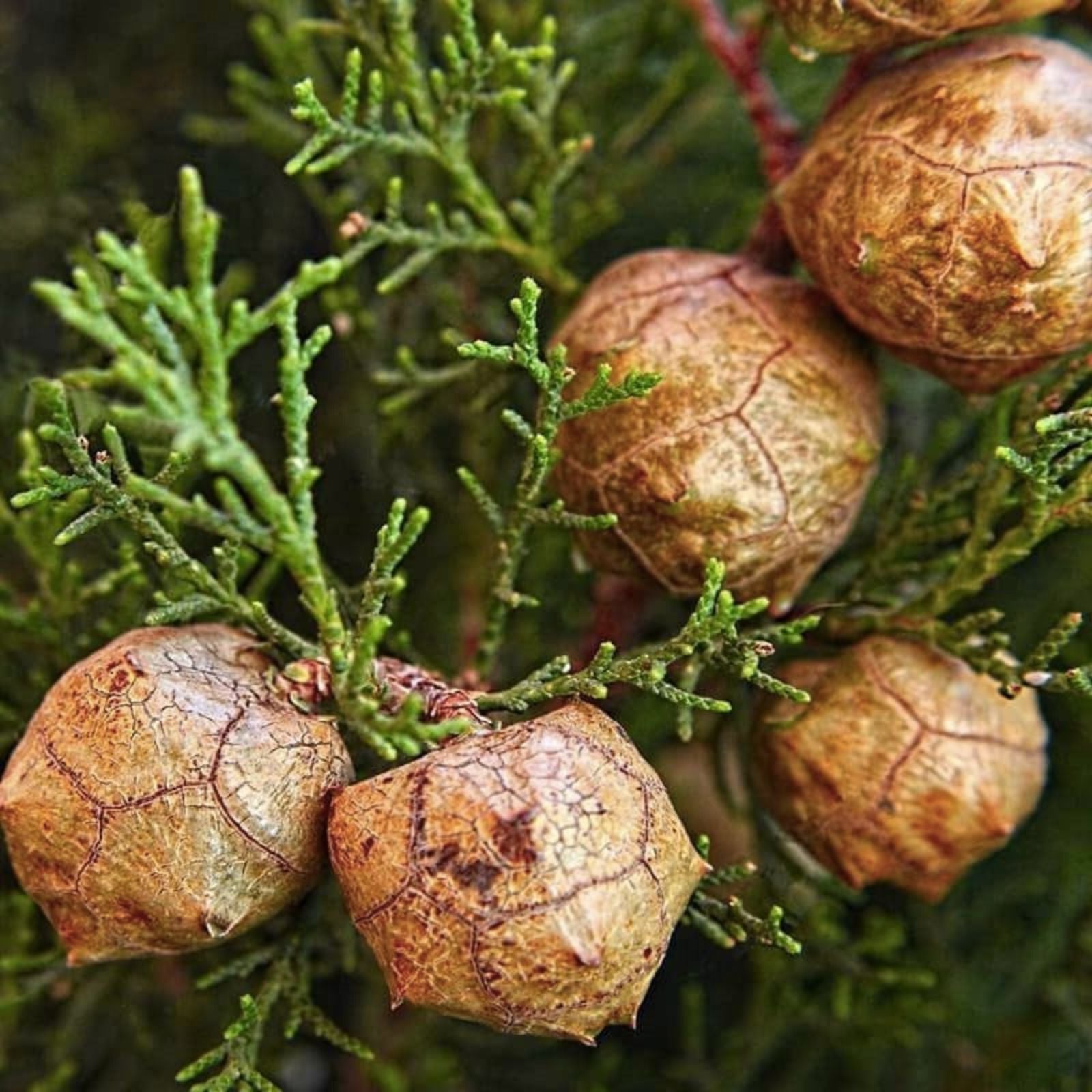 Italian Cypress Seeds 300 Count Tuscan Cupressus sempervirens Ornamental Tree Live Plant Cutting Bare Root Starter Plant