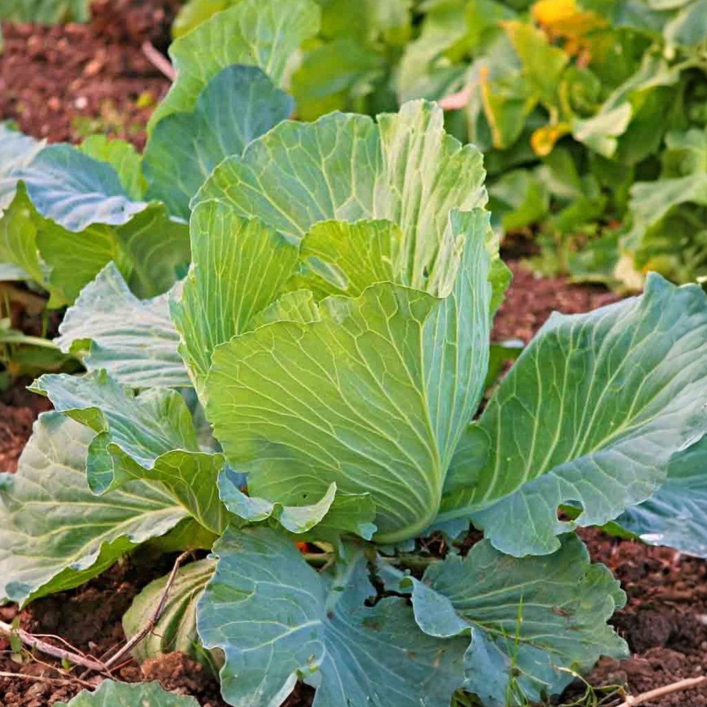 Early White Vienna Kohlrabi Seeds – Heirloom Non-GMO 100 Seeds – Brassica oleracea var. gongylodes – Vegetable Garden Seed