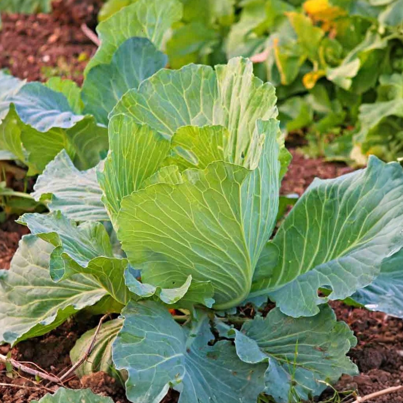 Early White Vienna Kohlrabi Seeds – Heirloom Non-GMO 100 Seeds – Brassica oleracea var. gongylodes – Vegetable Garden Seed
