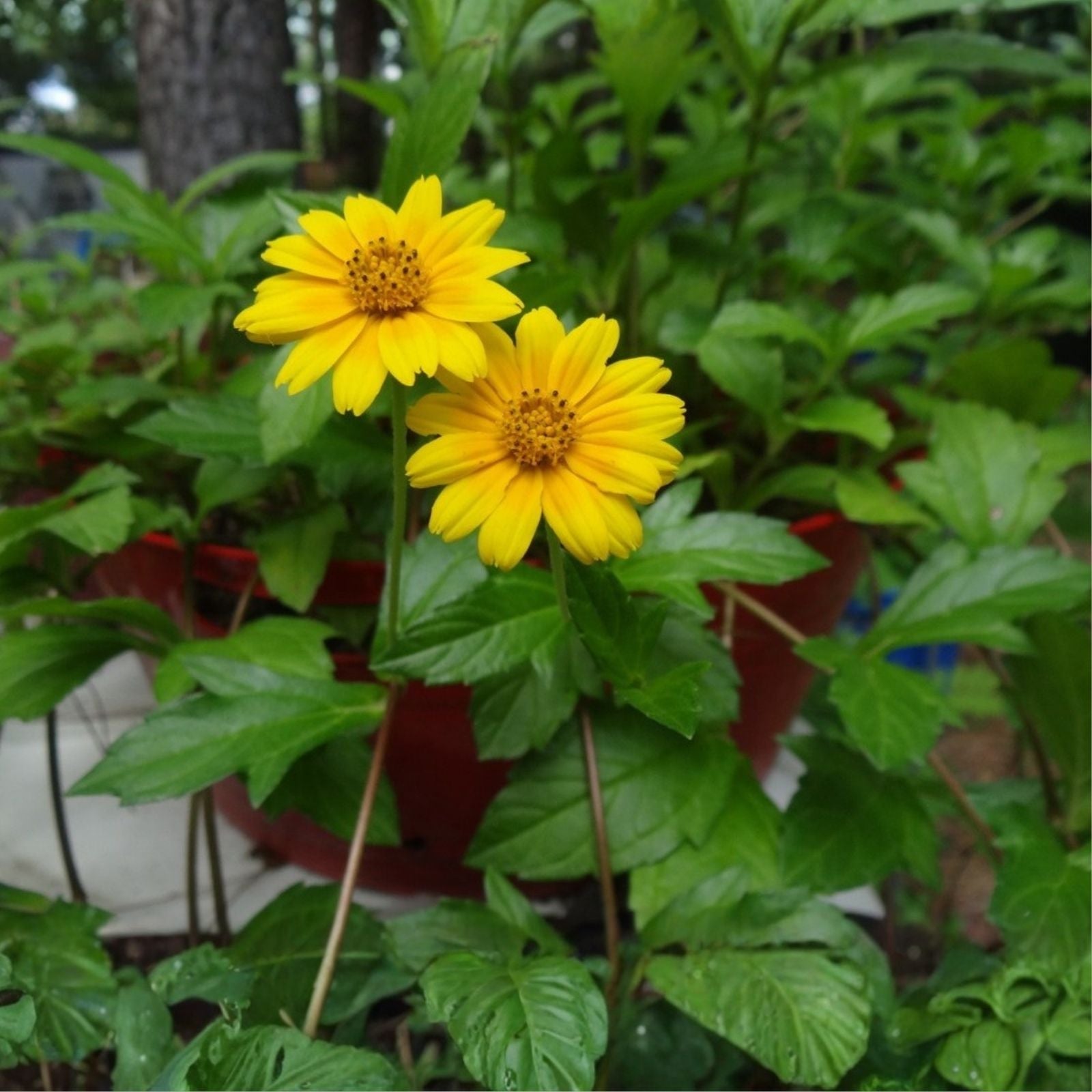 Creeping Daisy Live Plant 1 Rooted Yellow Perennial Cuttings Wedelia | Ground Cover, Low Maintenance, Garden Plant