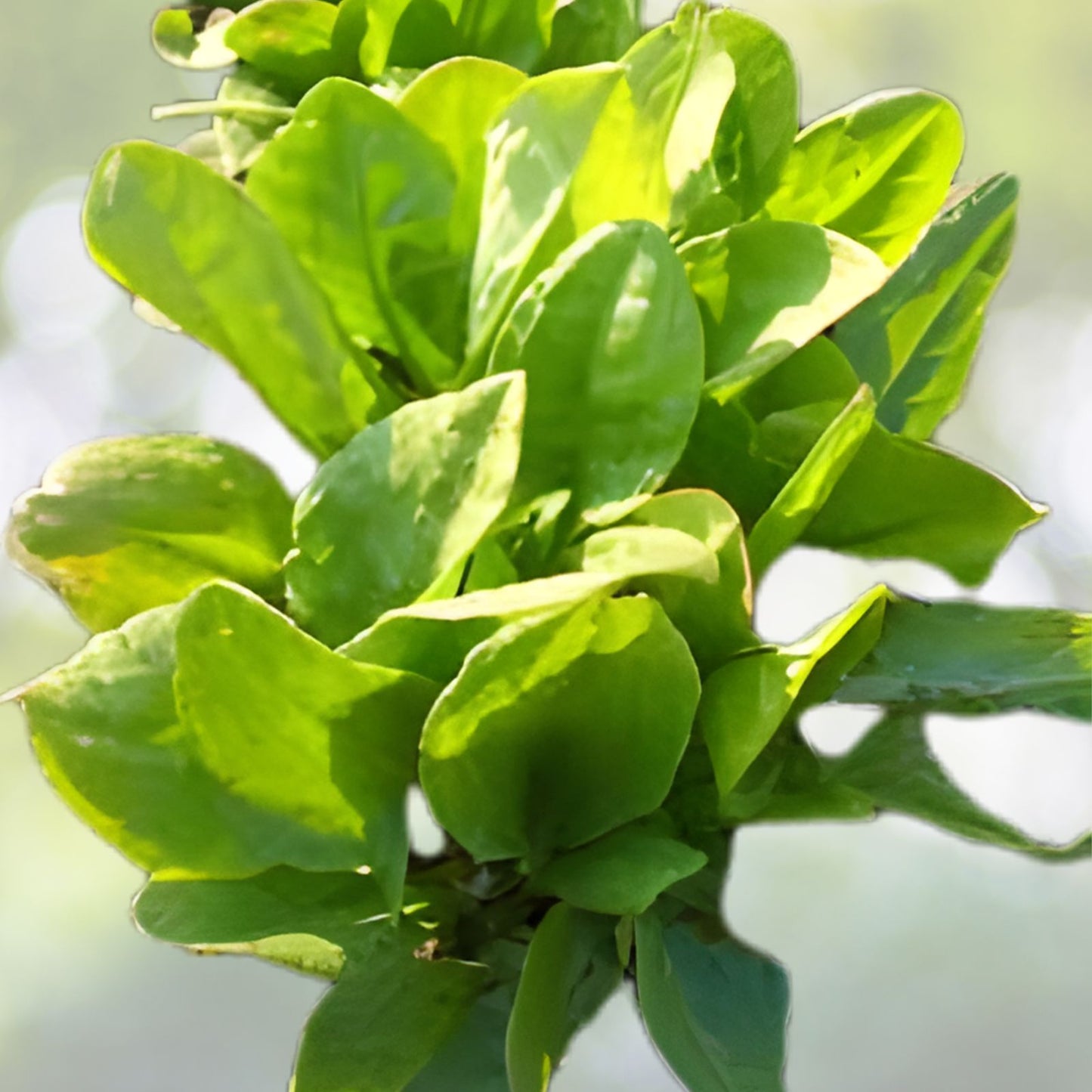 Large Leaf Sorrel Seeds - 100+ Rumex acetosa Organic Heirloom Non-GMO Herb Garden Seeds