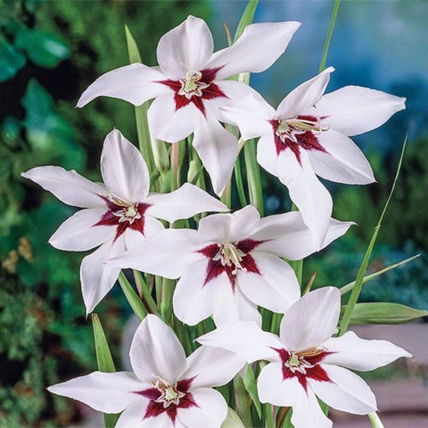 Gladiolus Bulbs 10-Pack, Acidanthera Murielae, Fragrant White Flowers, Summer Blooming Garden Flower Bulbs