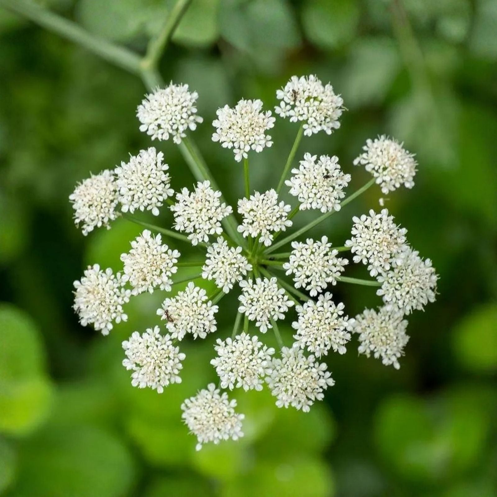 Anise Seeds 25+ Heirloom Seeds – Aromatic Herb & Spice – Unique Flavor Pimpinella anisum