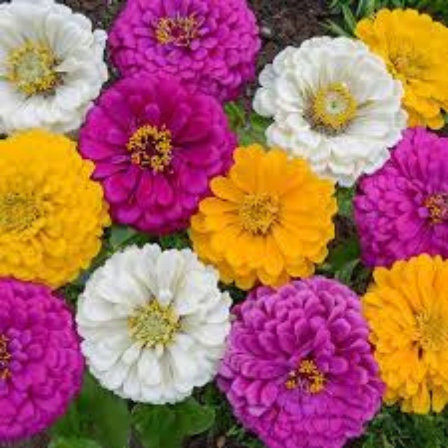 Mardi Gras Zinnia Mix Seeds - Organic Flower Seeds 100 Pack - Colorful Garden Zinnias (Zinnia elegans) - USA Grown, Free Shipping