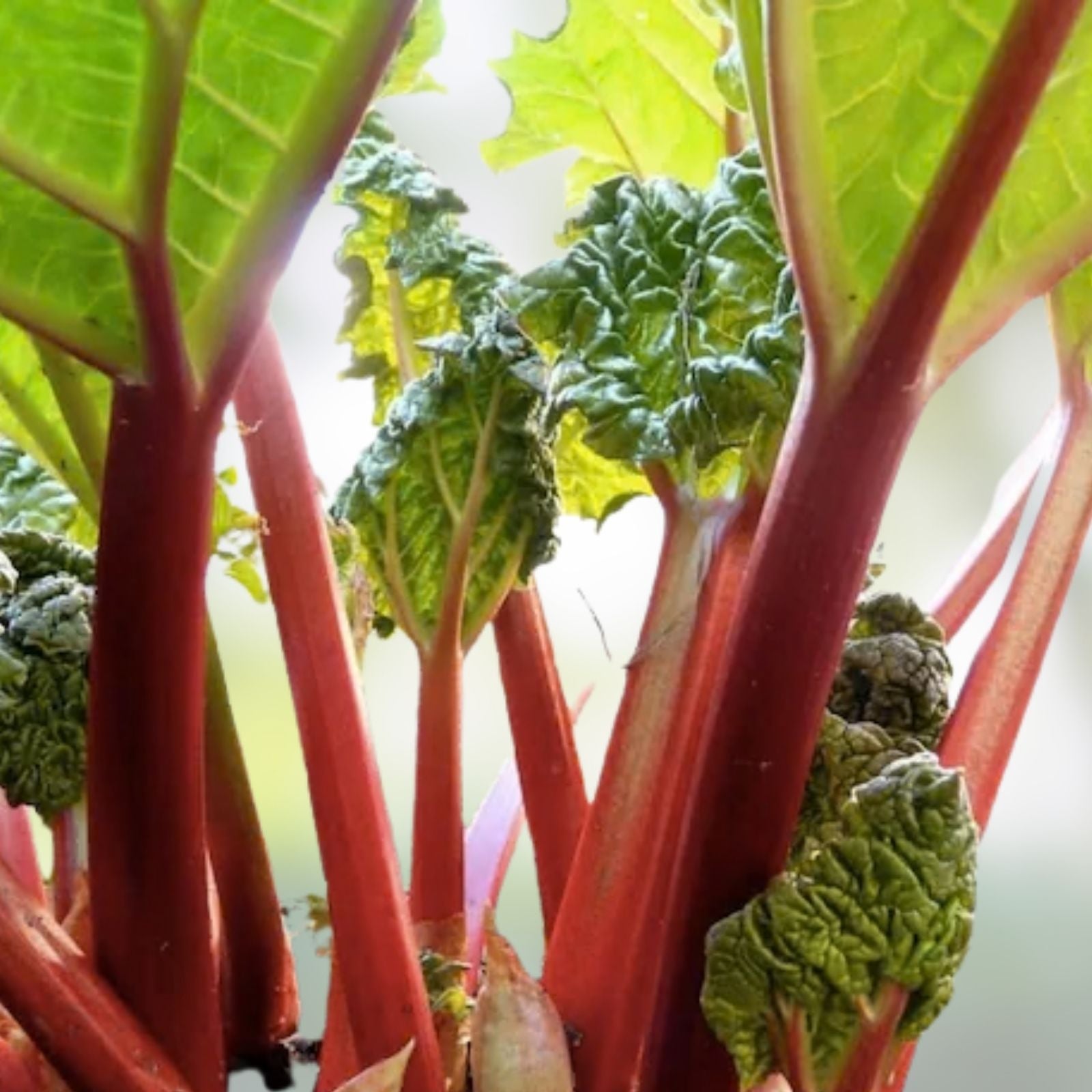 Victoria Red Rhubarb Seeds 50 Pack, Perennial Vegetable, Easy to Grow Rheum rhabarbarum