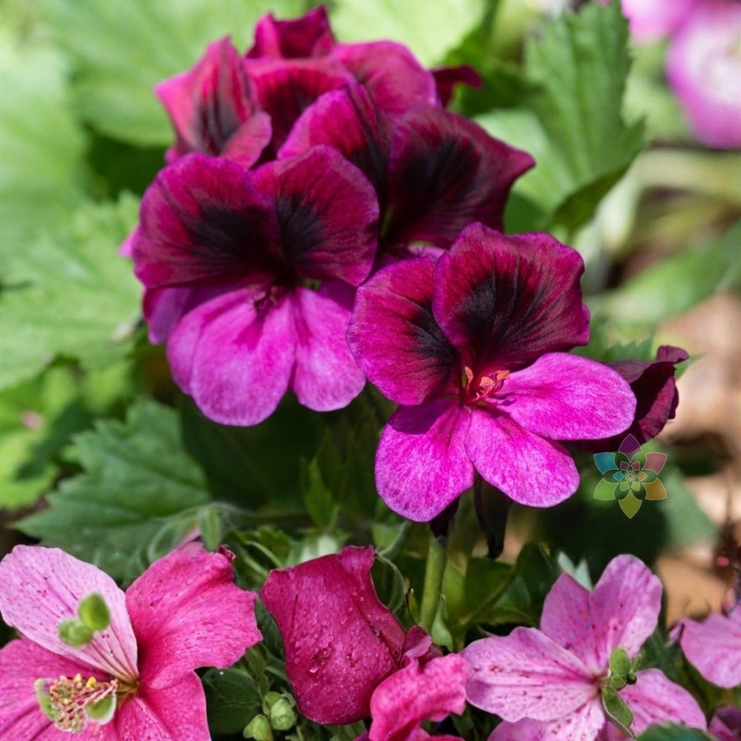 Martha Washington Geranium Cuttings 6-Pack Organic Rose-Pink Pelargonium Planting Material