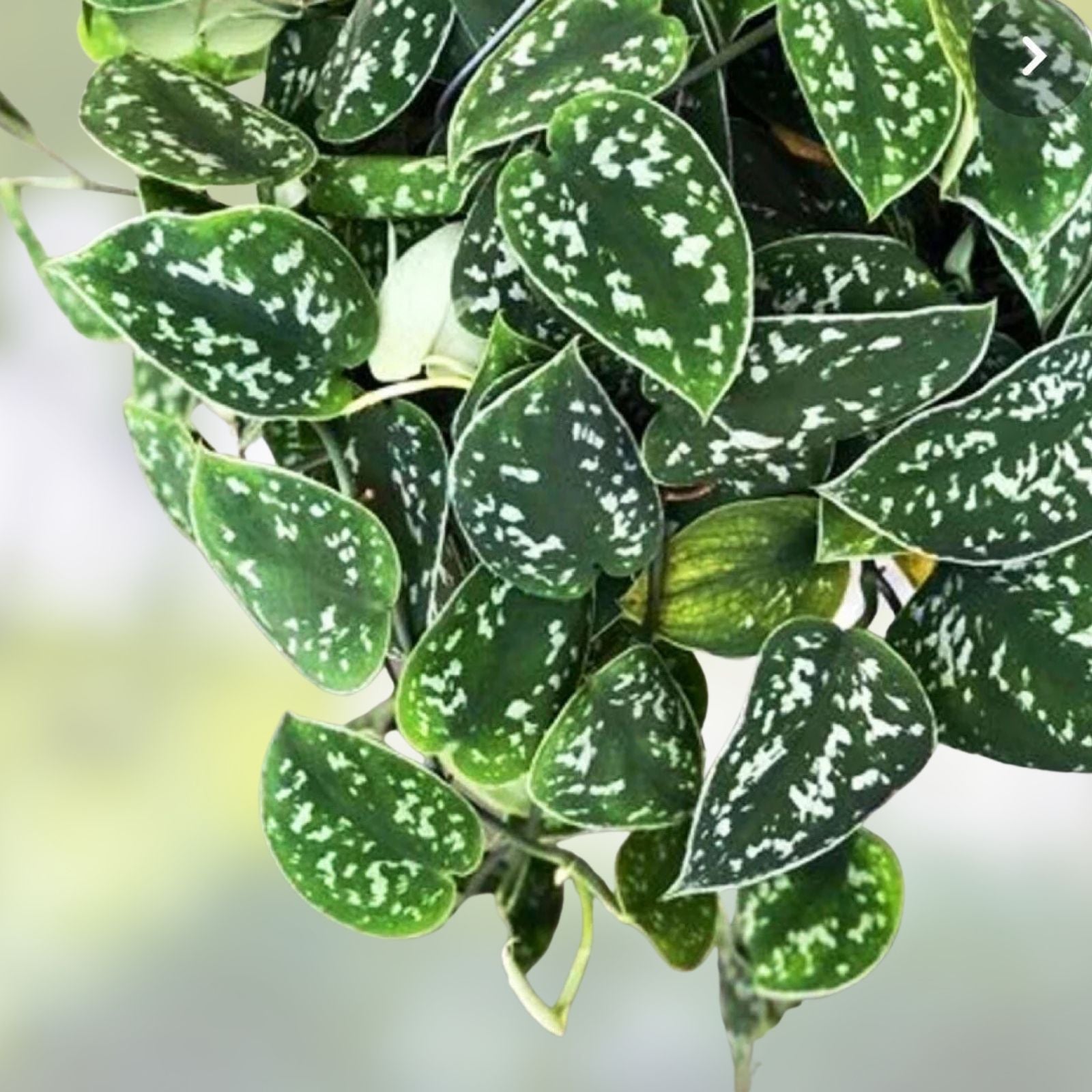 Satin Pothos Cuttings | Rooted Live Plant Nodes | Scindapsus pictus | Trailing Houseplant | Indoor Plant Cuttings