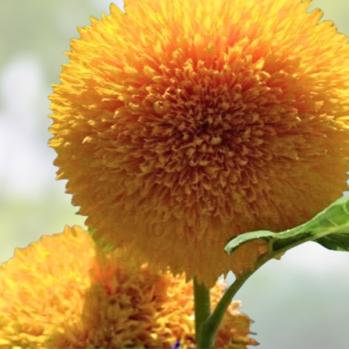 Giant Sunflower Seeds 500 Count Sungold Variety Vivid Colorful Blooms Helianthus annuus
