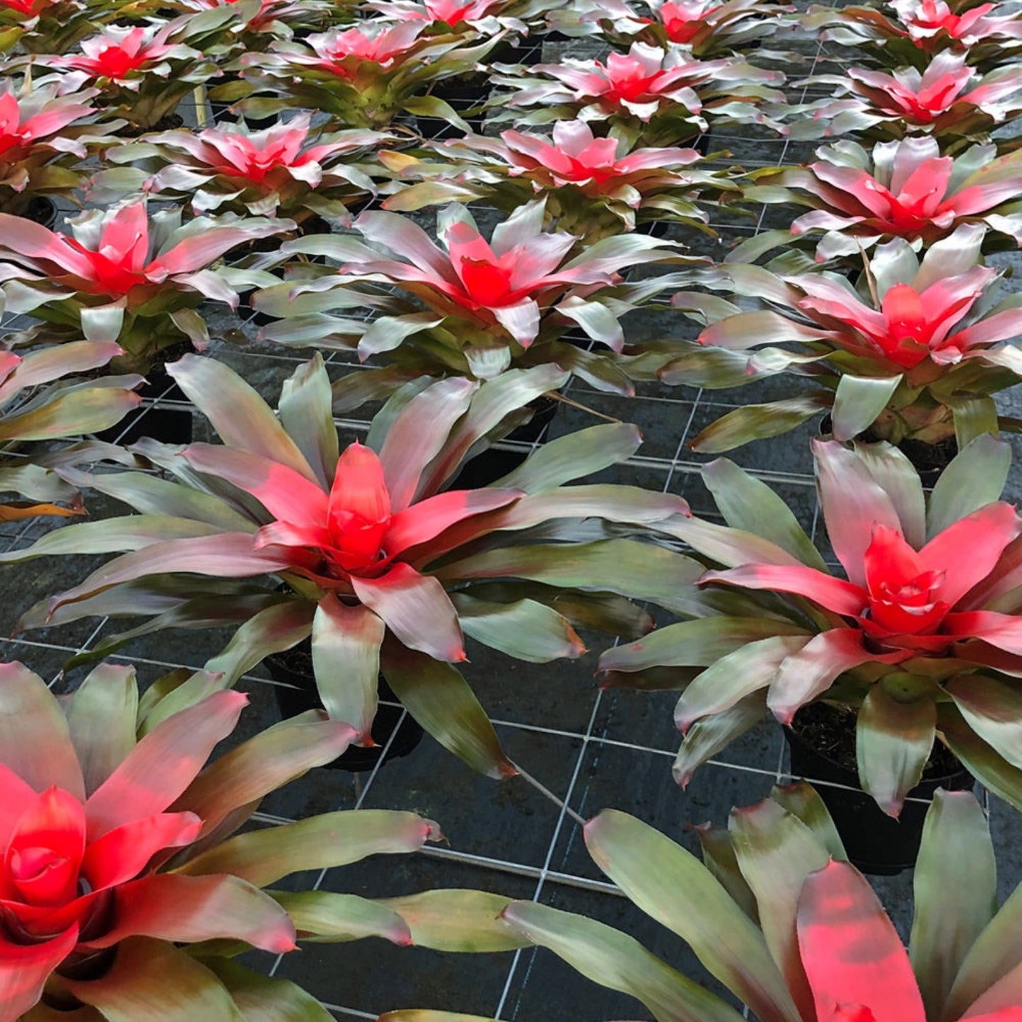 Bromeliad Plant 6" Pot Neoregelia 'Rivera' Tropical Colors Easy Care Indoor Plant