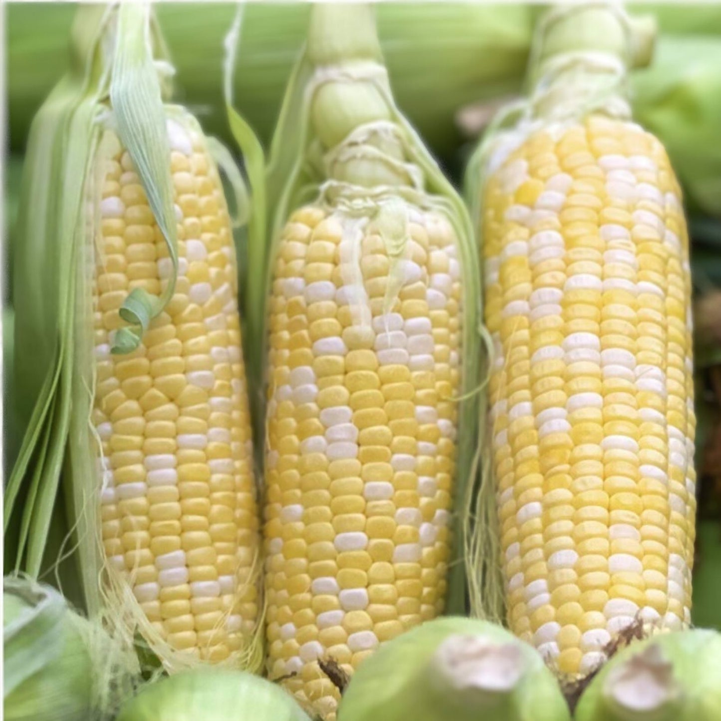 Ambrosia Sweet Corn Seeds 250 Count Heirloom Variety Zea mays Non-GMO Organic Corn Seeds