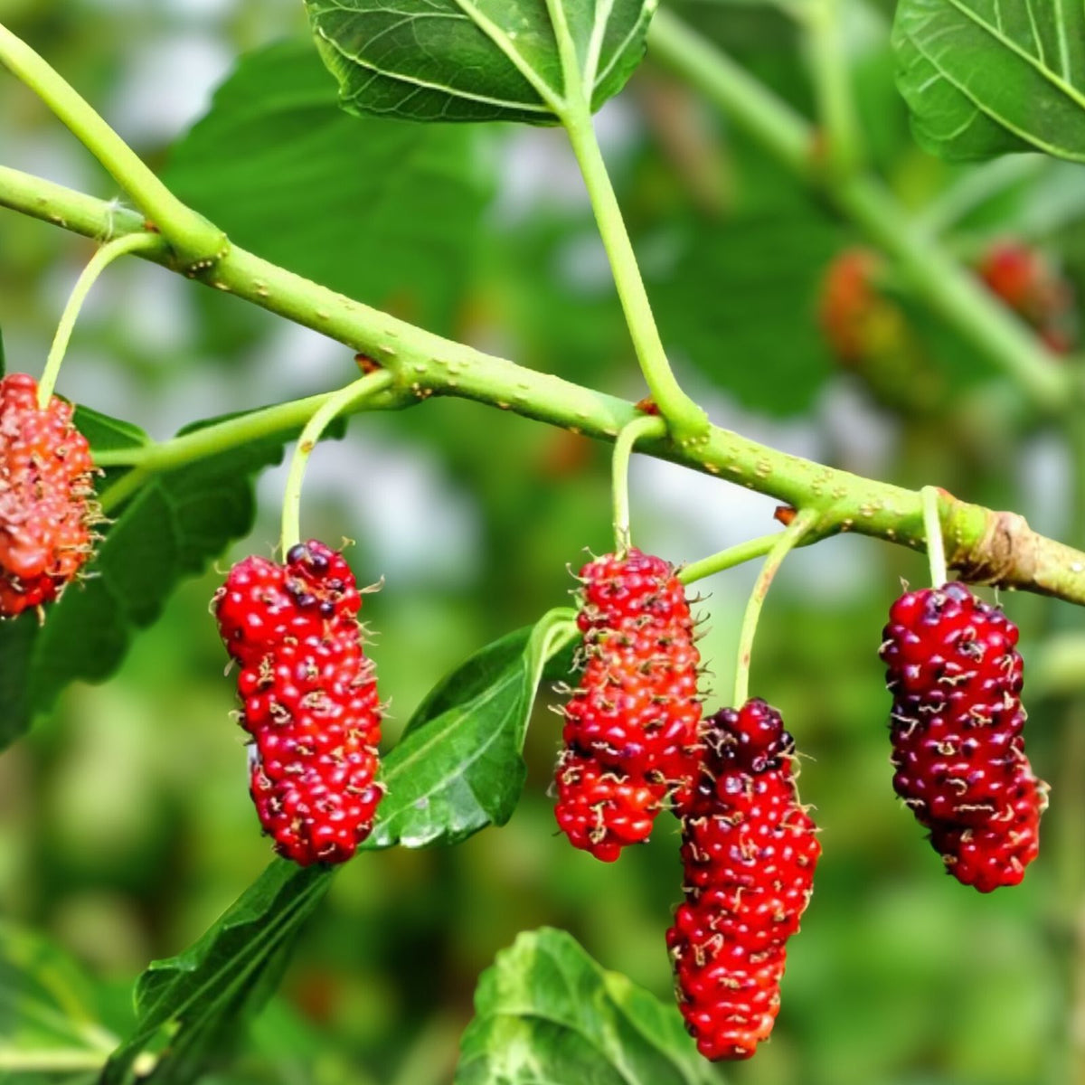 Red Mulberry Tree 12-24in Live Bare Root Morus rubra Edible Fruit 5-Pack Dormant Buds for Spring Growth