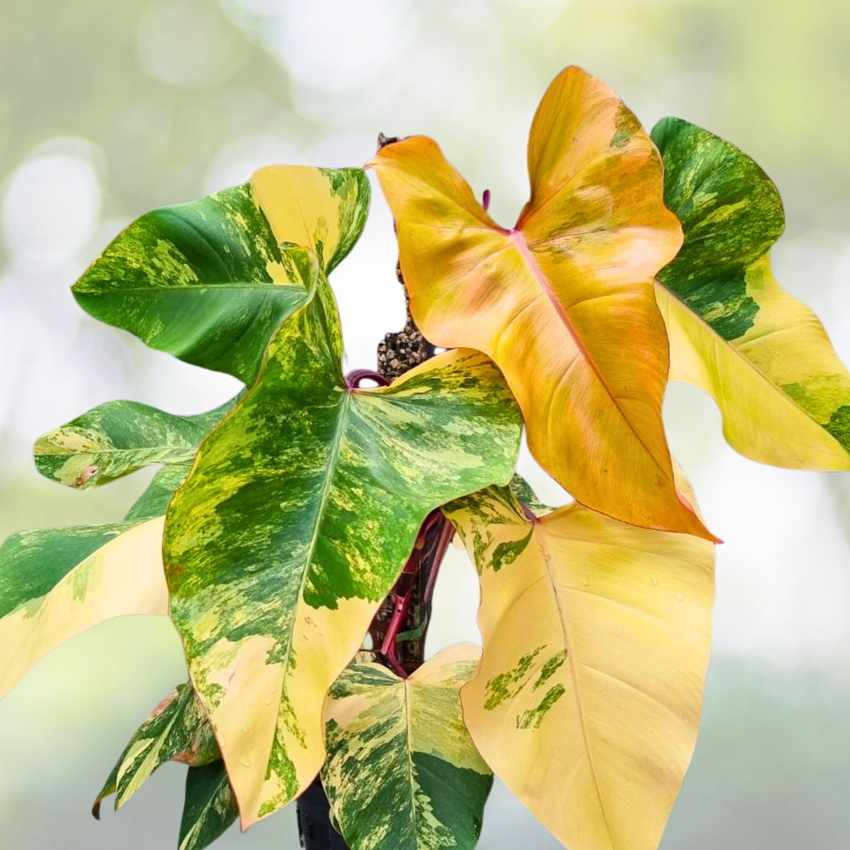 Philodendron Strawberry Shake 6" Pot - Colorful Variegated Foliage, Rare Houseplant, Philodendron strain, Heart-Shaped Leaves