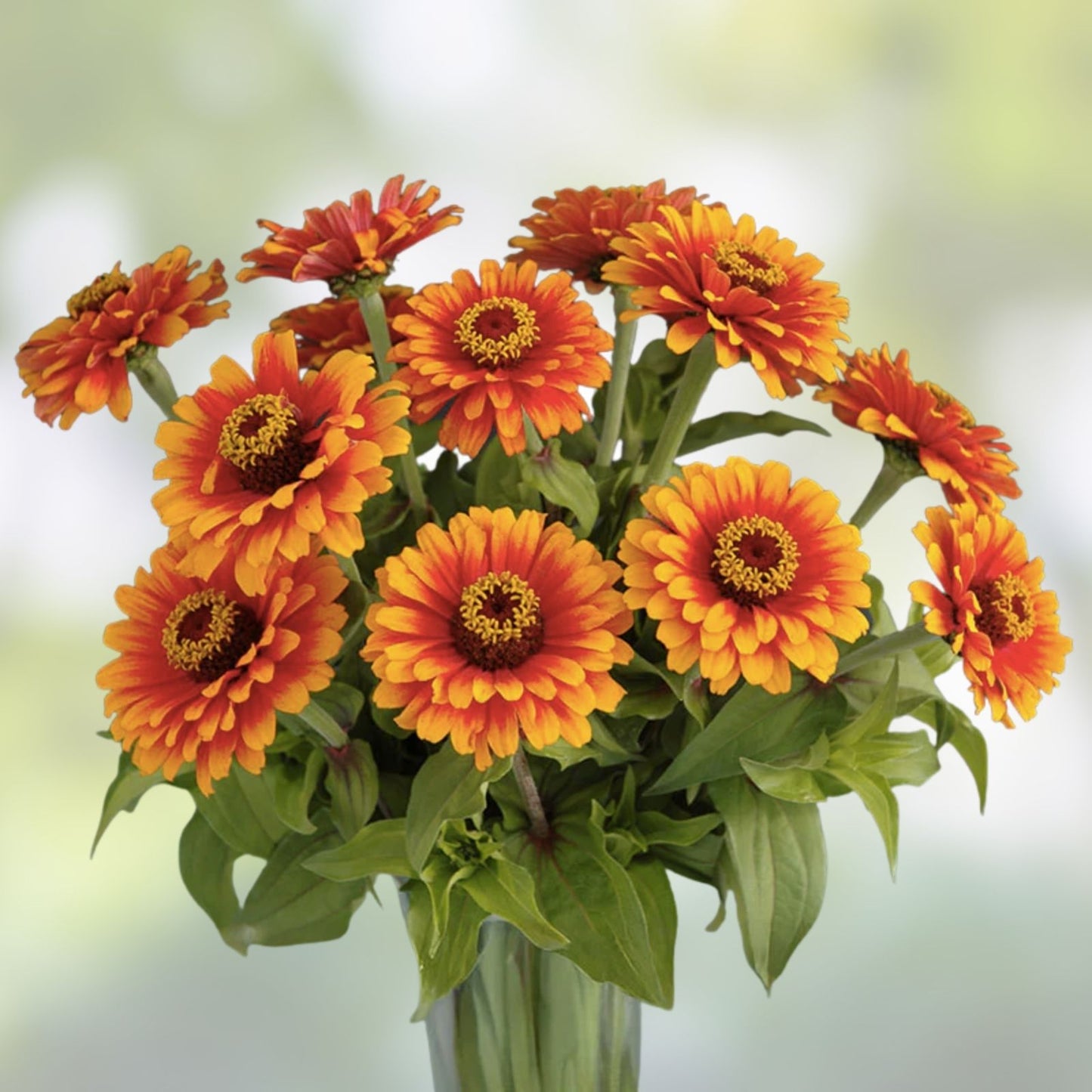 Zowie Yellow Flame Zinnia Seeds - 50 Organic Flower Seeds for Gardens and Flower Beds - USA Grown