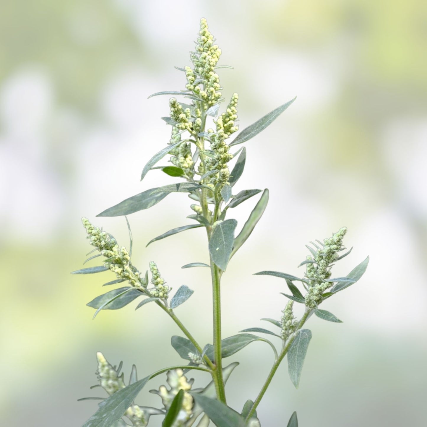 Lambsquarters Seeds 100 Pack Organic Edible Greens Chenopodium album Vegetable Garden Planting