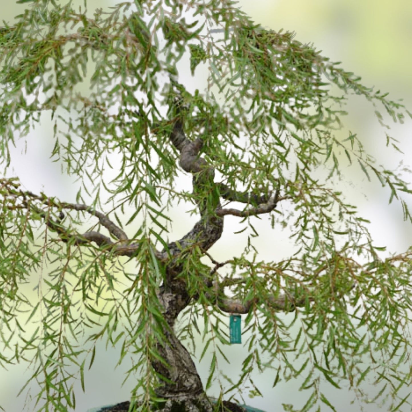Live Dwarf Australian Weeping Willow Bonsai Tree - Fast Growing Indoor/Outdoor Salix babylonica 'Crispa'