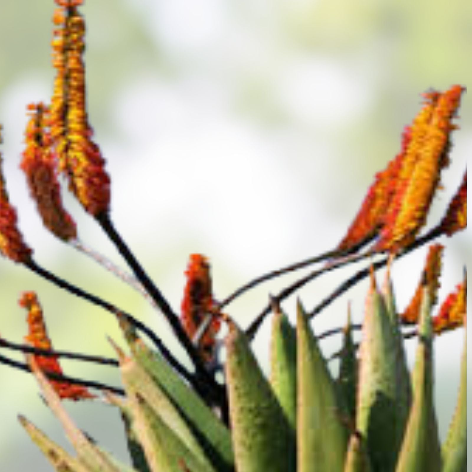 Aloe Spectabilis Seeds 30 Pack - Succulent Seeds for Planting - Rare Aloe Variety - Aloe spectabilis