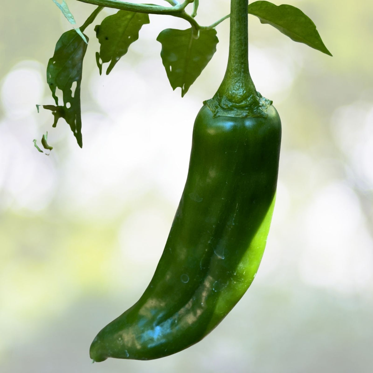 NuMex Joe E Parker Hot Pepper Seeds | Non-GMO Heirloom | Capsicum annuum | Fresh Garden Seeds