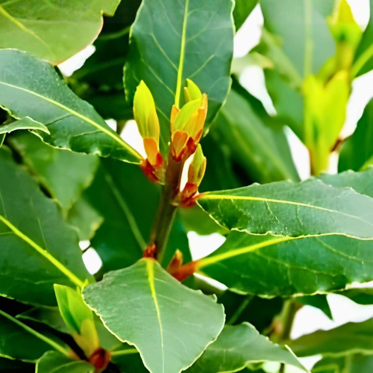 Sweet Laurel Bay Tree Cuttings - 5 Fresh Aromatic Culinary Herbs - Laurus nobilis - Herb Plant Cuttings for Gardening