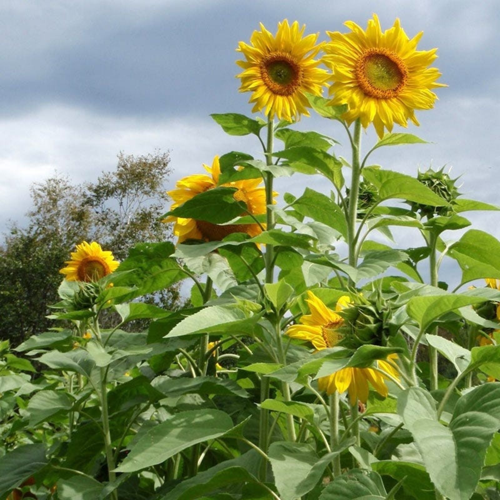 Grey Striped Mammoth Sunflower Seeds - Large Vibrant Flowers - Helianthus annuus - Garden Planting Seeds