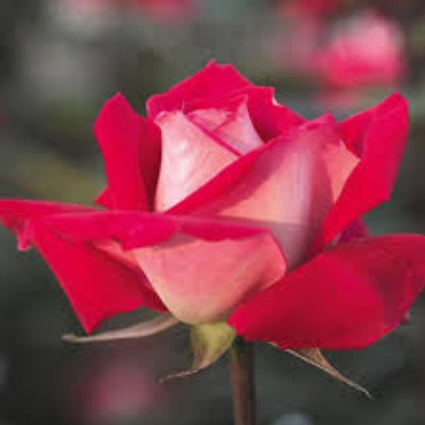 Red Grandiflora Rose Bush 1-2 ft 'Love' Hybrid Fragrant Silver-White Blooms AARS 1980