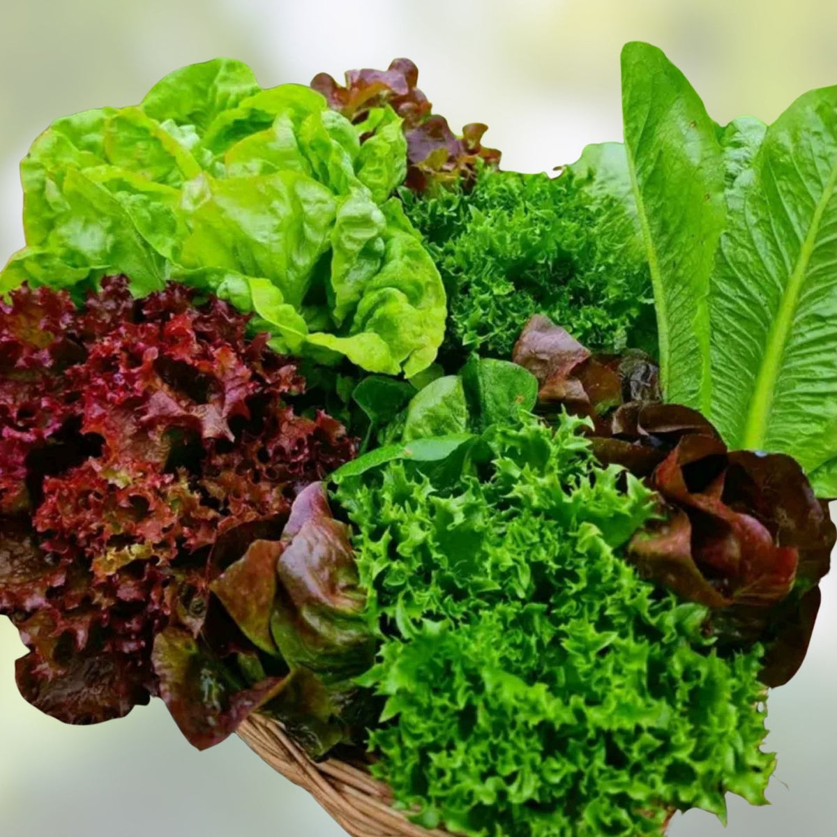Heirloom Lettuce Seeds Collection - Non-GMO Seed Mix - 6 Varieties for Vegetable Garden - Home Gardening Supplies