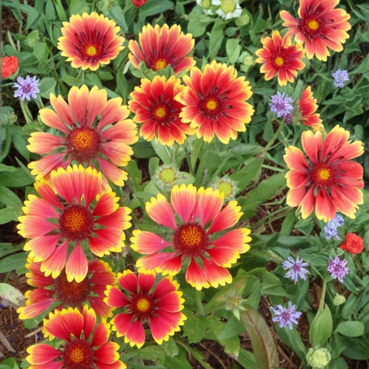 Blanket Flower Seeds 200 Count Ruby Red Shades Gaillardia pulchella Annual Garden Bloom