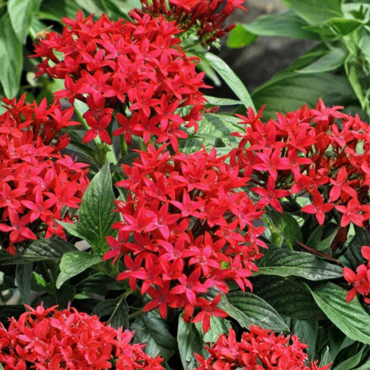 6in Red Pentas Plant - Vibrant Butterfly Magnet - Pentas lanceolata - Hummingbird Attracting Flower Plant