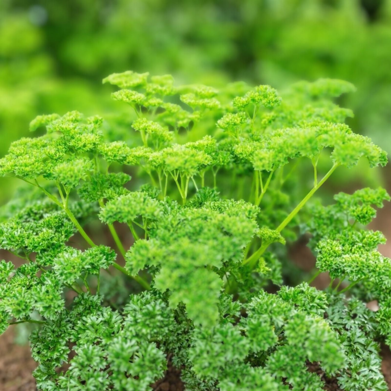 Heirloom Non-GMO Moss Curled Parsley Seeds - 500 Seeds - Petroselinum crispum Herb for Cooking and Gardening