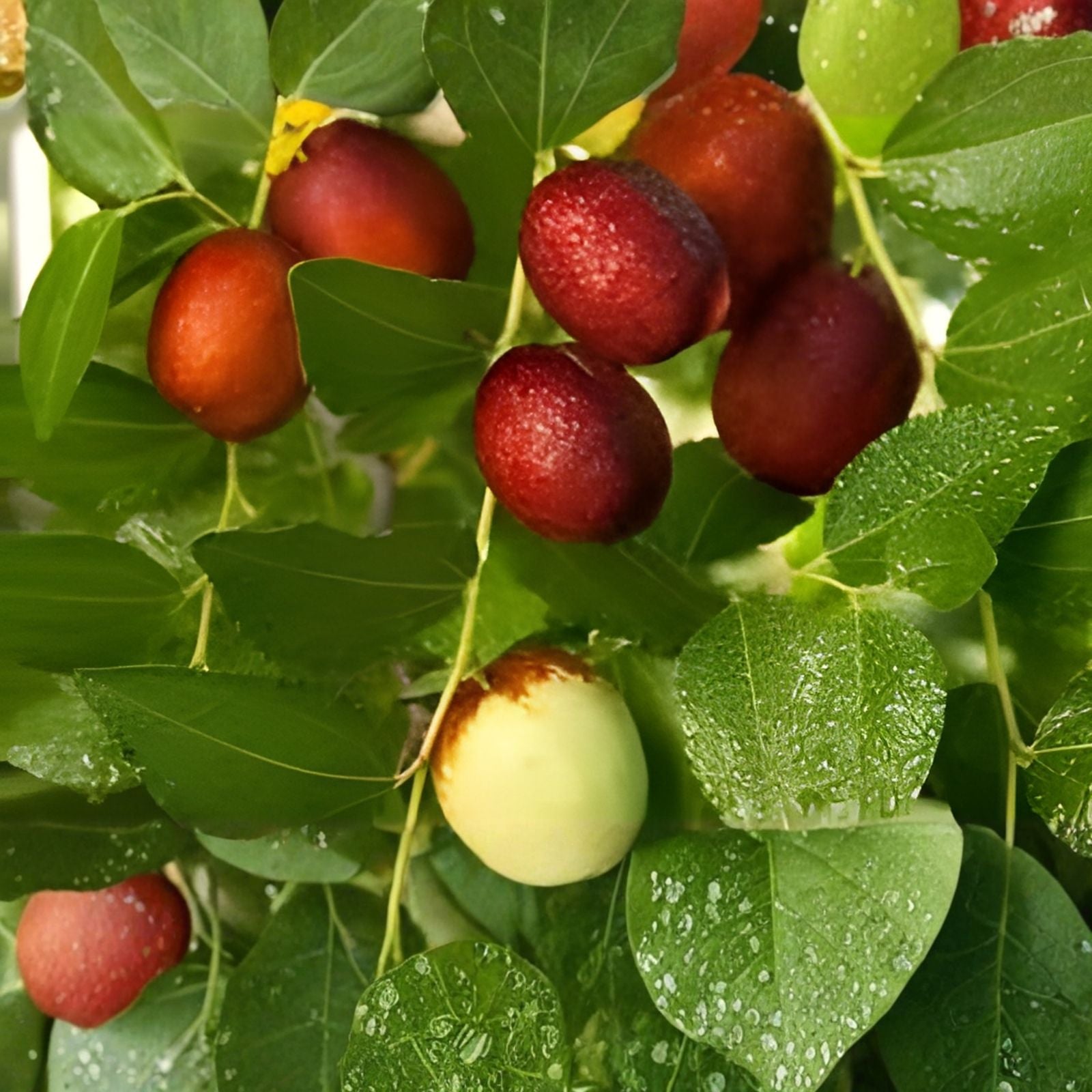 Ant Admire Jujube Tree Cuttings 8" Thin Graft Scion Wood - Ziziphus jujuba - Fruit Tree Propagation Material
