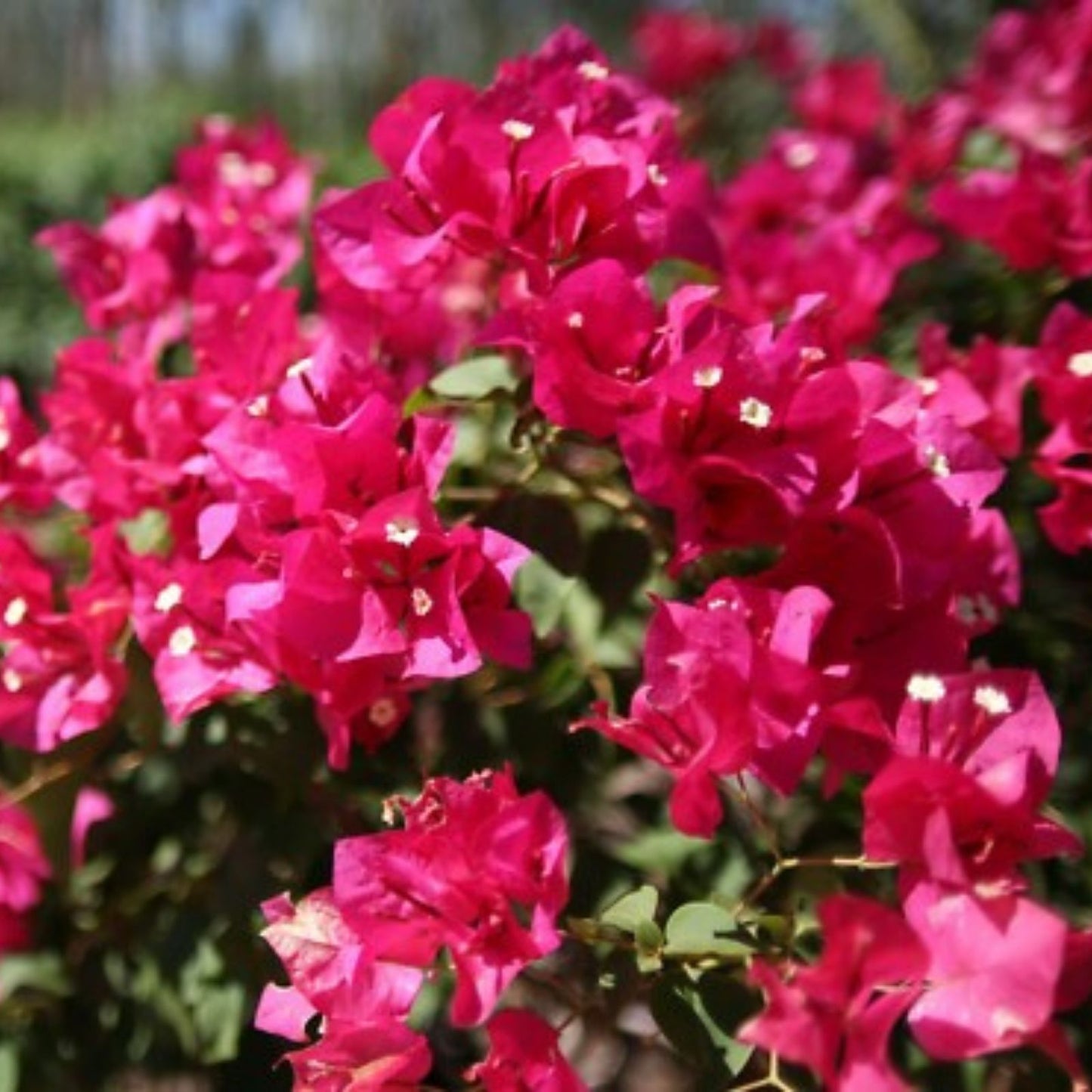 Hot Pink Bougainvillea Plant Live Shrub Vine 6-12 inches, Bougainvillea spectabilis Tropical Garden Plant