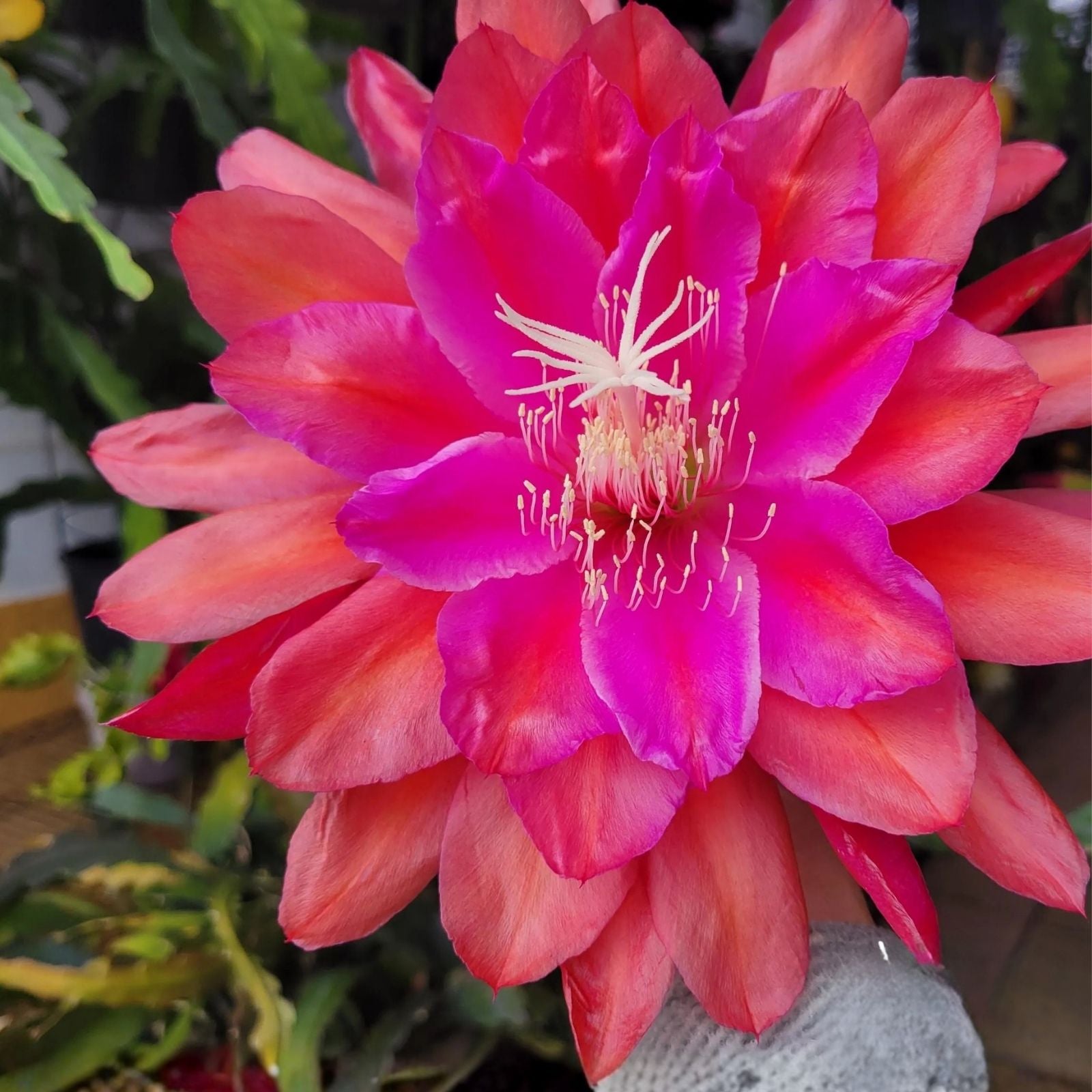 Epiphyllum Cuttings 8-10 Inches Marmalade Punch Unrooted Epiphyllum oxypetalum Cactus Plant