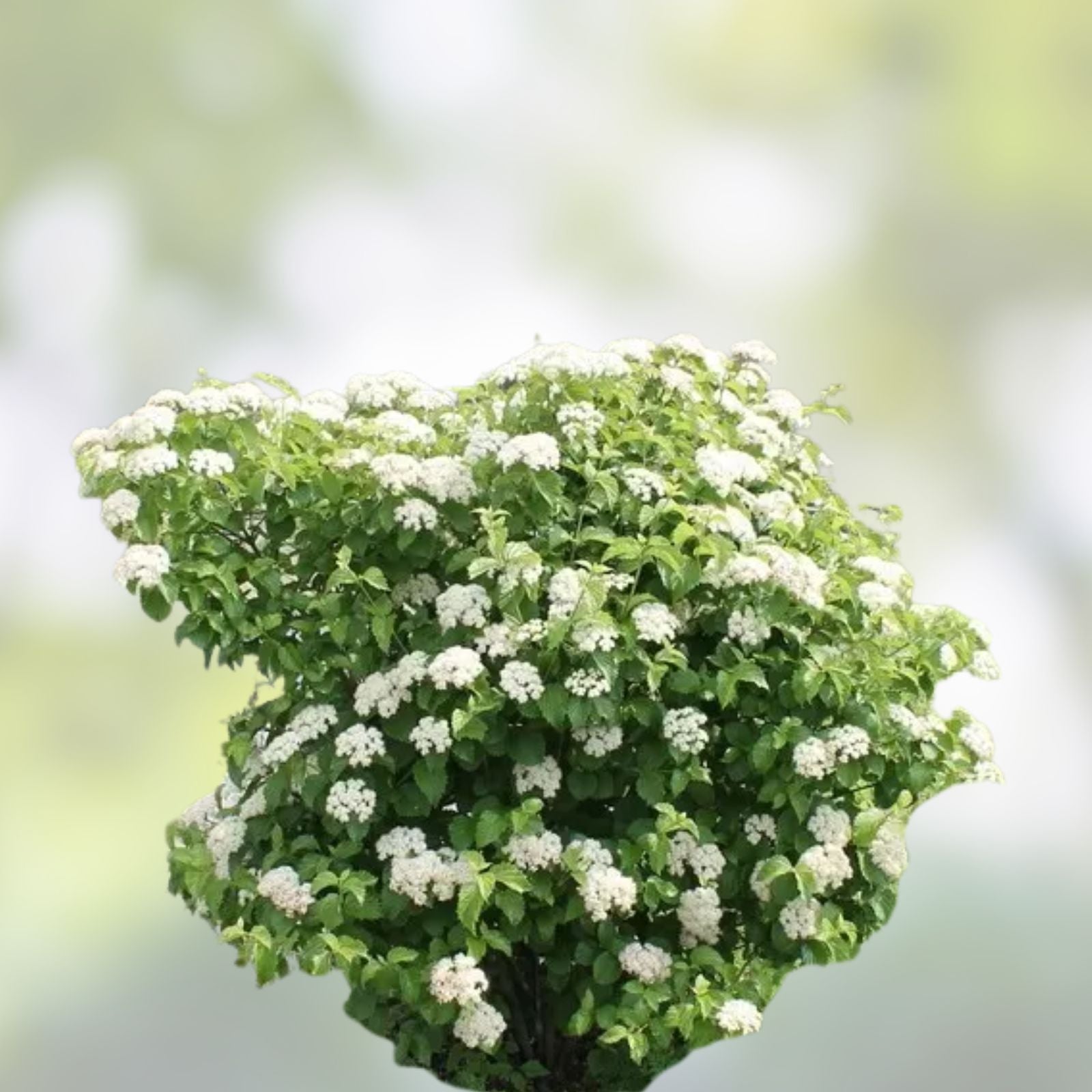 Arrowwood Bush Seeds 100 Count – Viburnum dentatum for Hedge Row, Native Shrubs, Ornamental Landscaping, Wildflower Garden