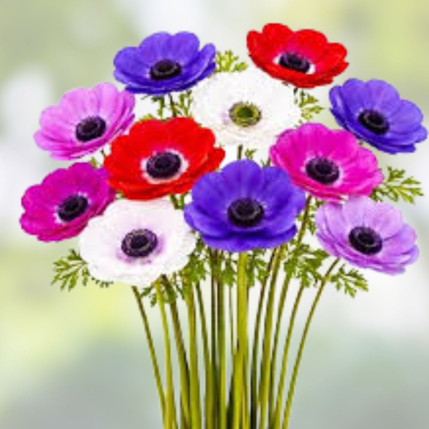 Anemone De Caen Flower Bulbs 25 Count Colorful Mixed Varieties Anemone coronaria Garden Bulbs