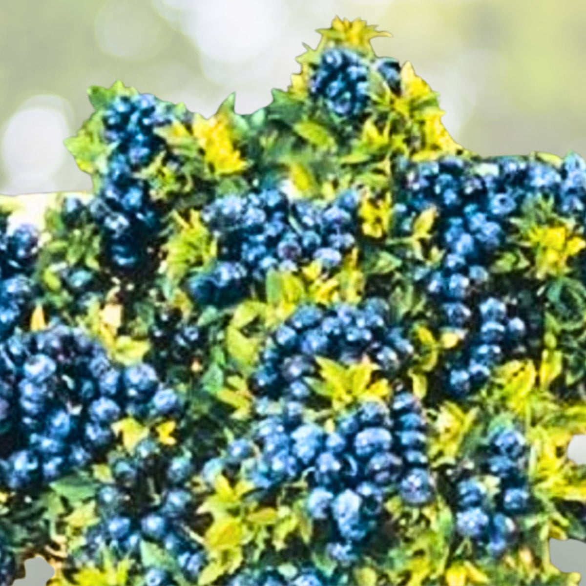Dwarf Blueberry Plant 4-6" Top Hat Variety Vaccinium angustifolium Edible Fruit Container Gardening Starter Bush