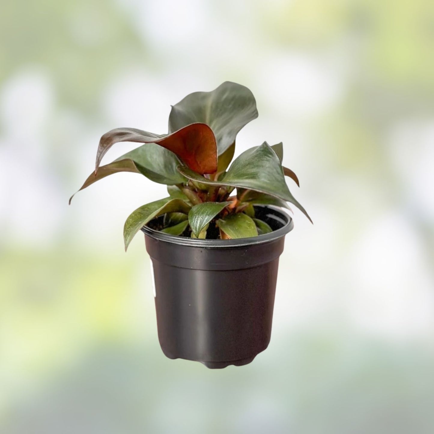 Rare Philodendron Red Heart - Live Tropical Houseplant in 3-inch Pot - Philodendron erubescens - Unique Red Foliage