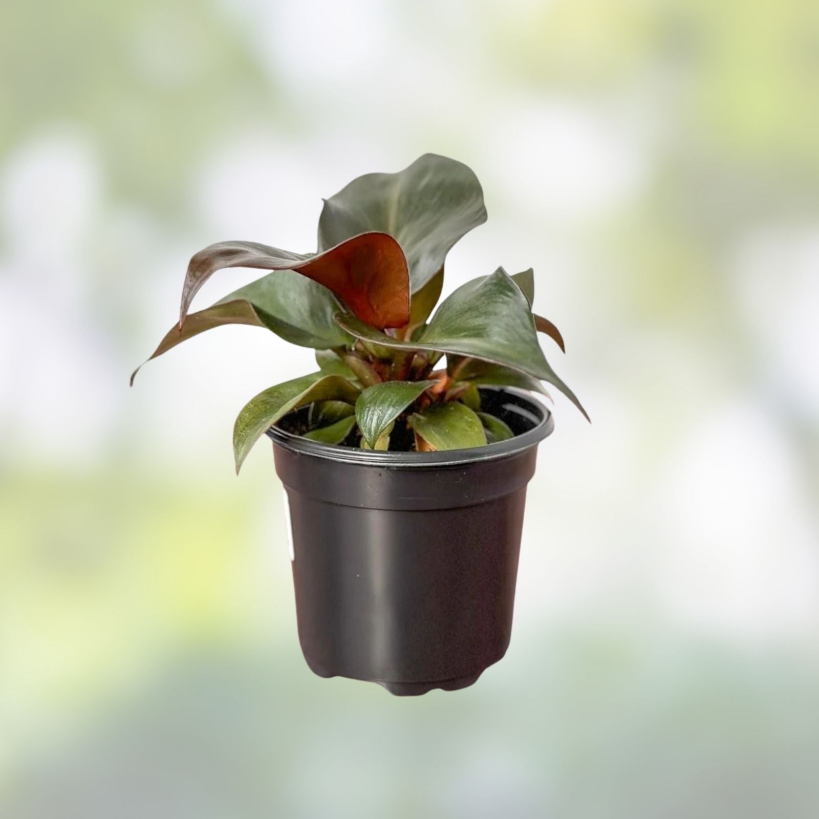 Rare Philodendron Red Heart - Live Tropical Houseplant in 3-inch Pot - Philodendron erubescens - Unique Red Foliage
