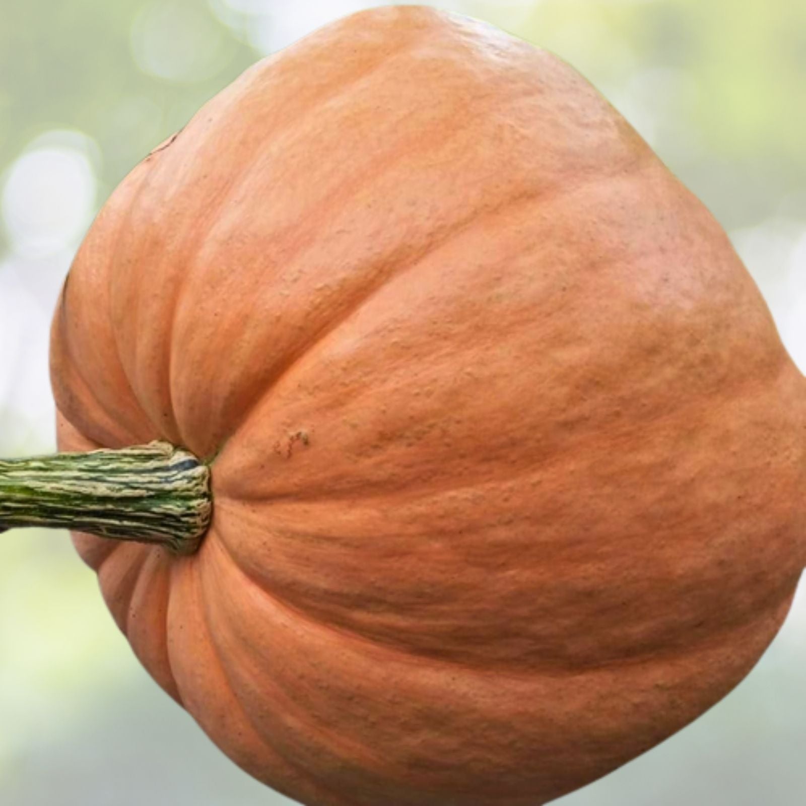 Dills Atlantic Giant Pumpkin Seeds - Large NON-GMO Heirloom Seeds for Home Gardening - Cucurbita maxima