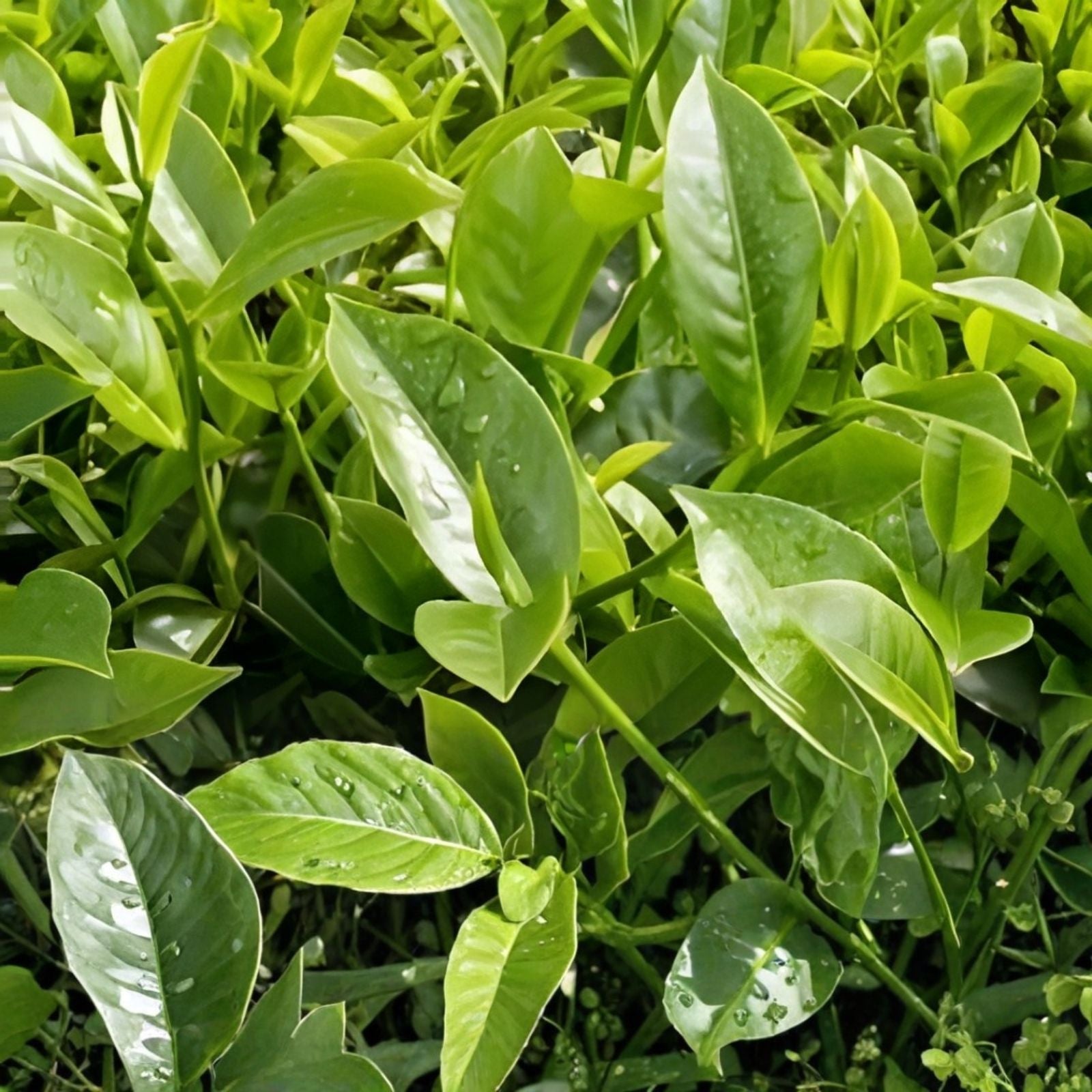 Tea Shrub Seeds 5 Pack - Camellia sinensis Black, White, Green Tea Leaf Plant for Home Garden