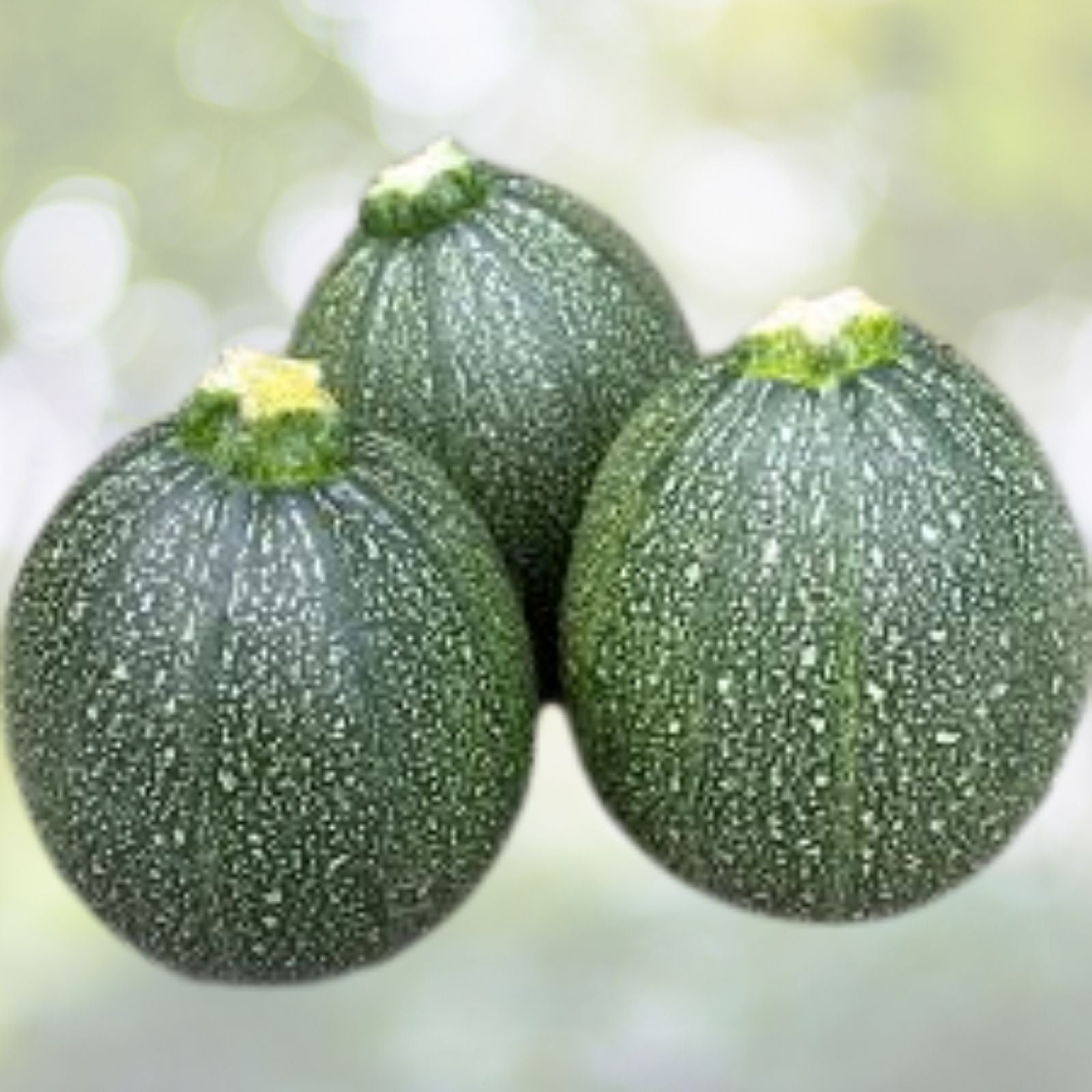 Round Zucchini Summer Squash Seeds - 20+ Pack - Cucurbita pepo - Fresh USA Grown Vegetable Seeds