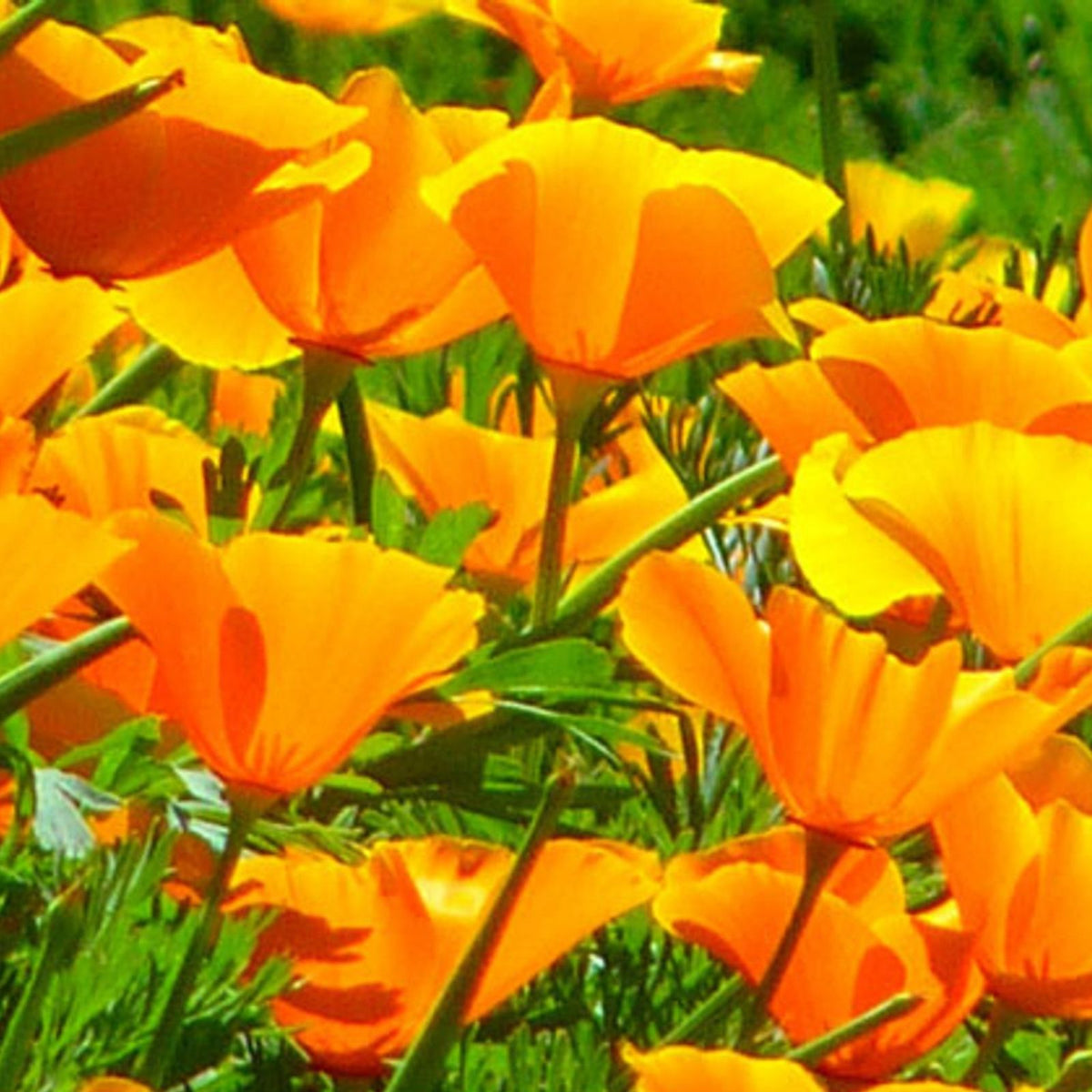 California Poppy Seeds 1000 Pack Bright Orange Flowers Eschscholzia californica Wildflower Seeds