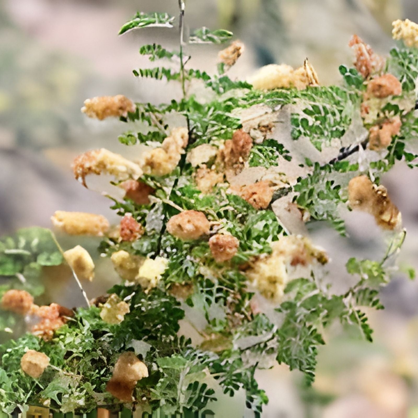 Catclaw Acacia Seeds 20+ | Drought-Tolerant Native Plant | Senegalia greggii | Xeriscape Suitable, Acacia greggii Seeds