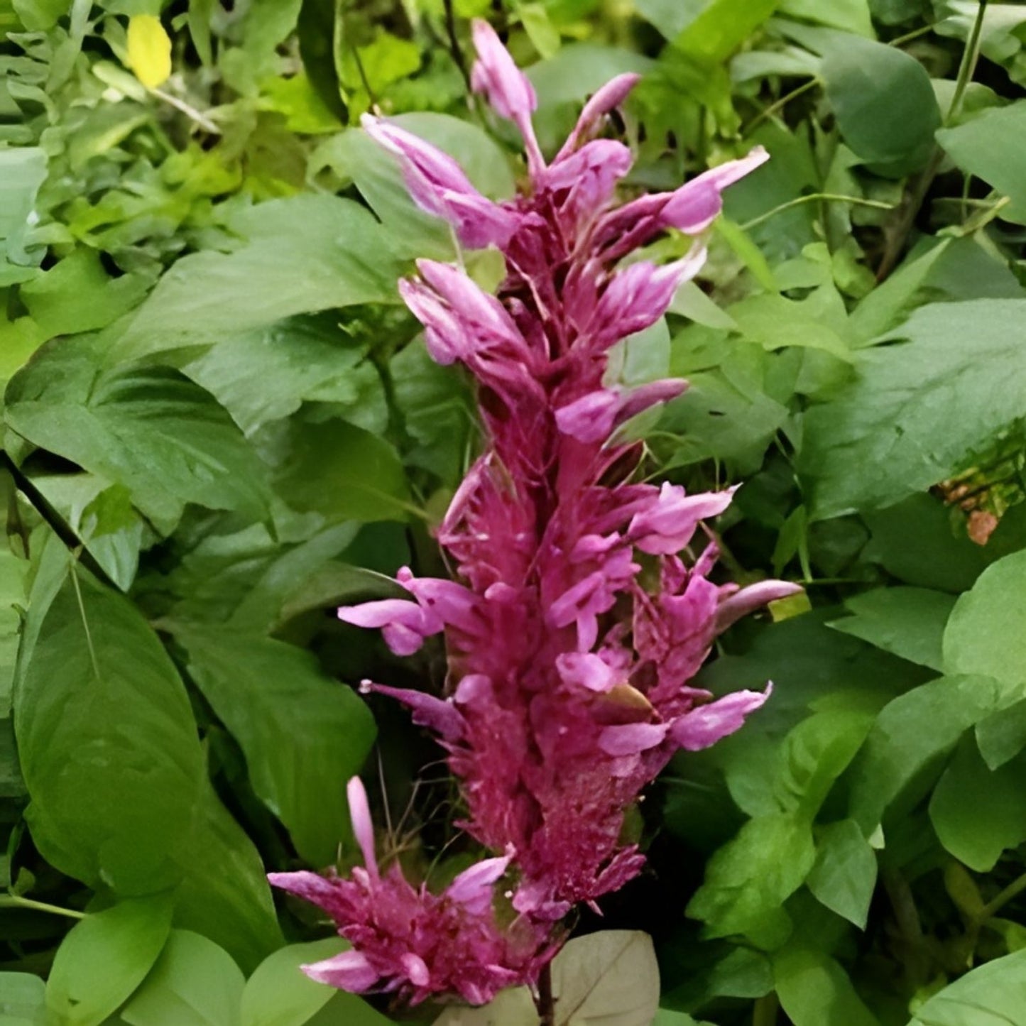 Purple Firespike Plant Cuttings - 10 Organic Butterfly Hummingbird Garden Gifts - Odontonema callistachyum