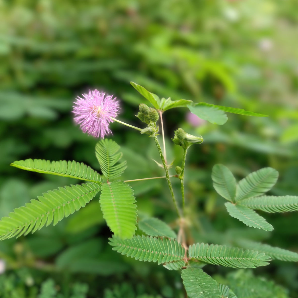 Sensitive Plant 4" Live Plant Rare Tropical Mimosa Pudica Touch Me Not Unique Ornamental Plant