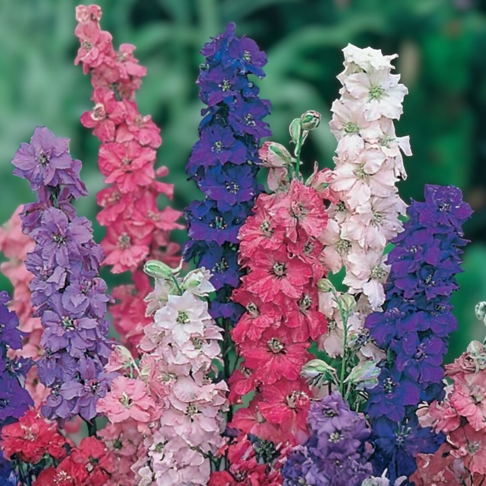 Giant Imperial Larkspur Seeds 100+ Pack for Cut Flowers Delphinium ajacis Garden Flower Seeds