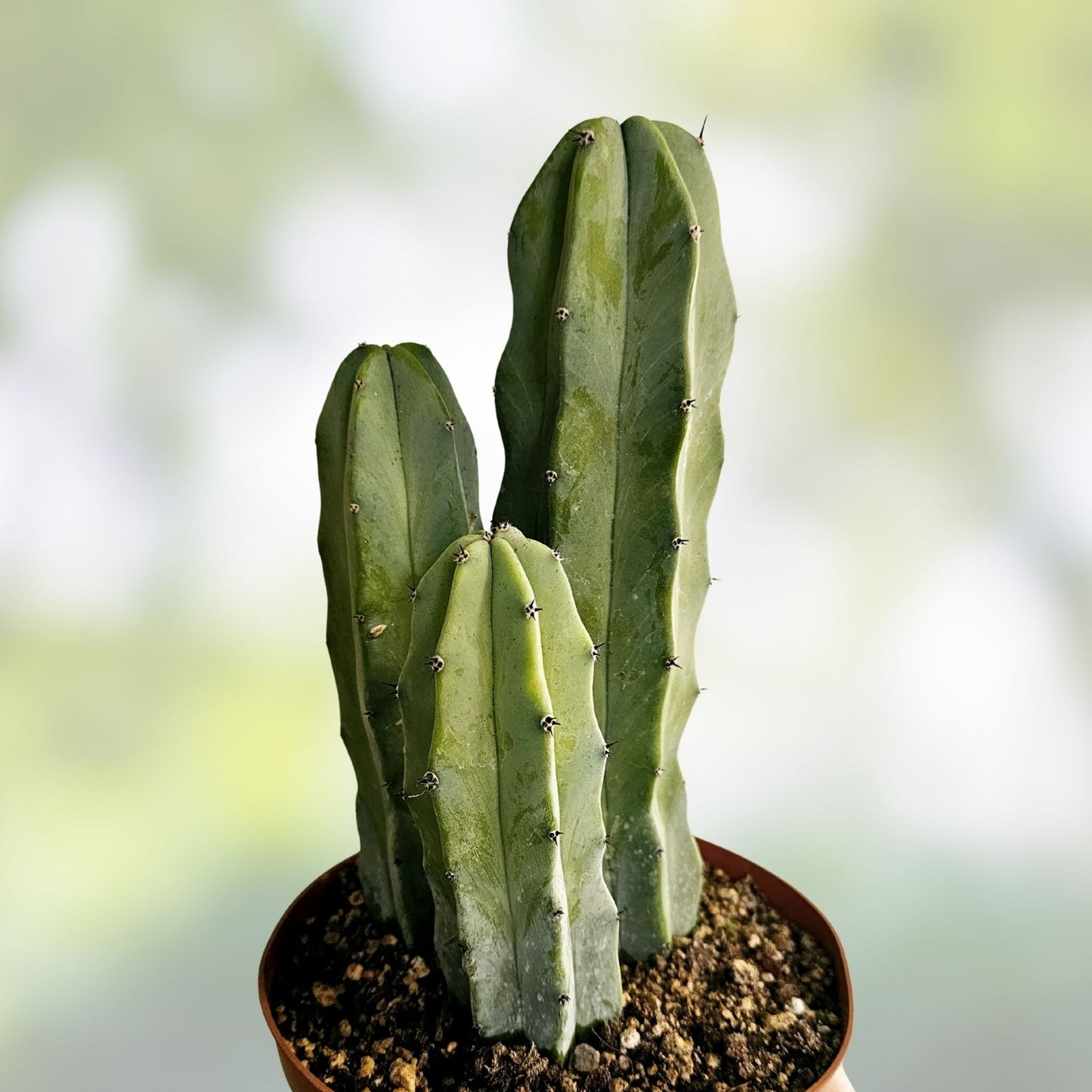Myrtillocactus Geometrizans Blue Candle Plant - Rooted Giant 10-12" Desert Cactus Indoor Succulent #4